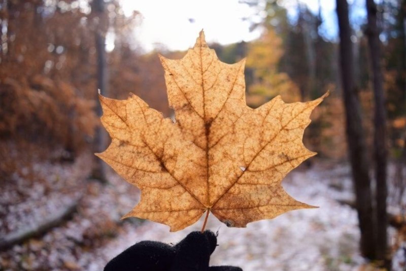 Xuất khẩu lao động sang Canada có mức thu nhập hấp dẫn