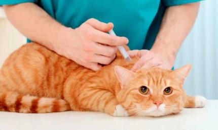 Đưa Động Vật Vào Dominica Và Những Yêu Cầu Cần Biết