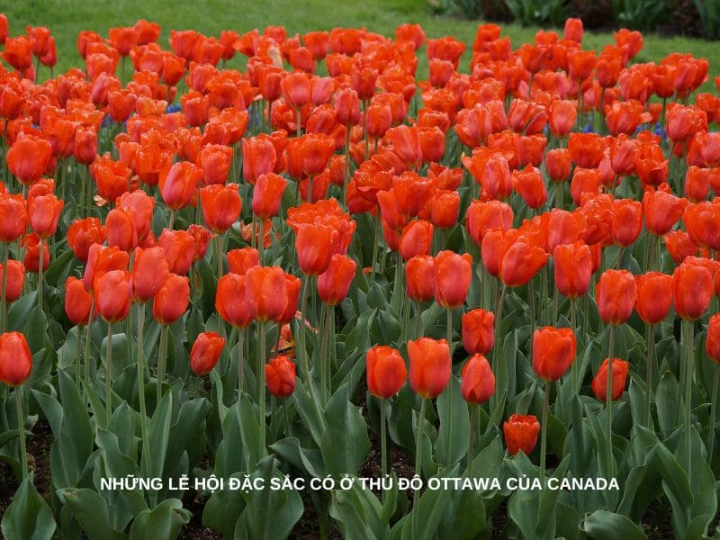 Những lễ hội đặc sắc có ở thủ đô Ottawa của Canada