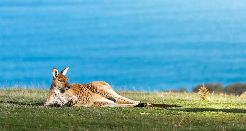 Ảnh hưởng của văn hóa Úc trên thế giới